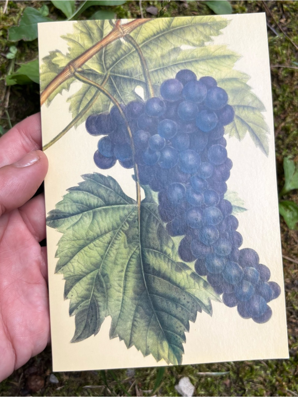 Vintage 2003 Michel Design Works Botanical Wine Grapes Note Cards Set of 6